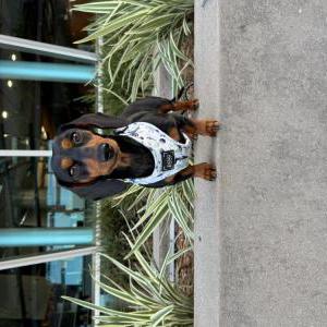 Image of Lucy, Lost Dog