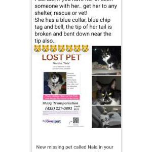 Image of Nala, Lost Cat