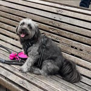 Image of Heart, Lost Dog