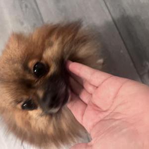 Image of Allie, Lost Dog