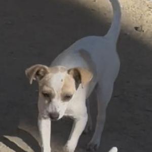 Image of Bepo, Lost Dog