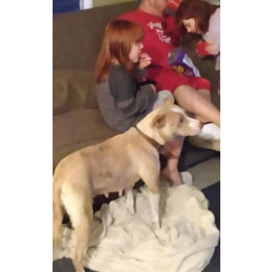 Image of Star, Lost Dog