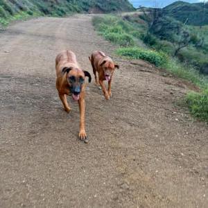 Lost Dog Nandi and Jama