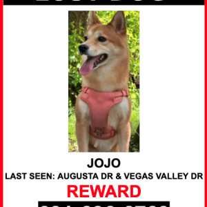 Image of Jojo, Lost Dog