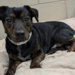 Image of Teddy, Lost Dog