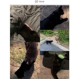 Image of Baby, Lost Cat