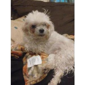 Image of Saddle, Lost Dog