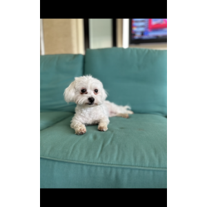 Image of Tory, Lost Dog