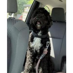 Image of Dallas, Lost Dog