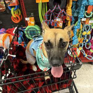 Image of Daisy, Lost Dog