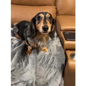 Image of Lychee/Archie, Lost Dog