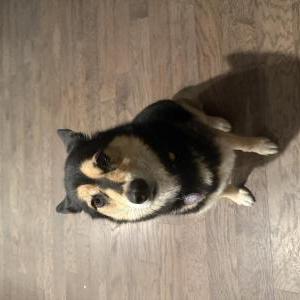 Image of Luna, Found Dog