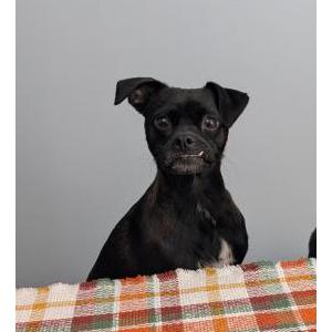 Image of Beans, Lost Dog