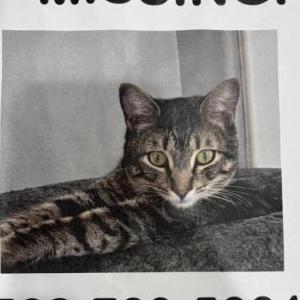 Image of Dash, Lost Cat