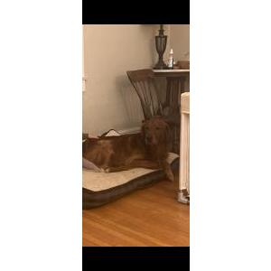 Image of Buddy, Lost Dog