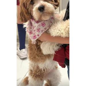 Image of Mila, Lost Dog