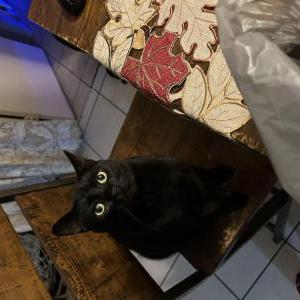 Image of Hermes, Lost Cat