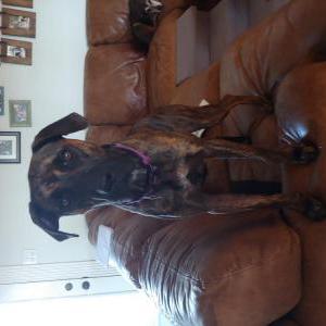 Image of Unknown, Found Dog