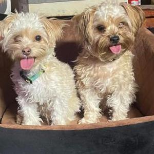 Lost Dog Bear and Buddy