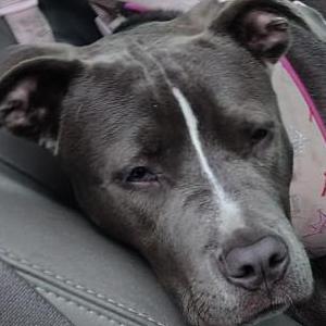 Image of Sasha, Lost Dog