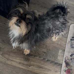 Image of Petey, Lost Dog