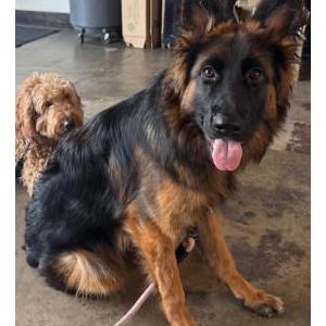 Image of Palmer, Lost Dog