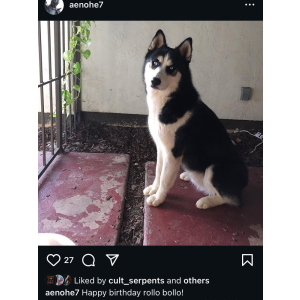 Image of Rollo, Lost Dog