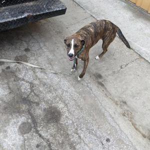 Image of Unknown, Found Dog