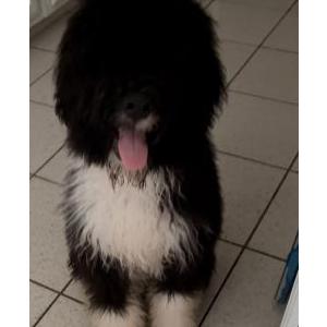 Image of Cooper, Lost Dog