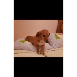 Image of Brodie, Lost Dog