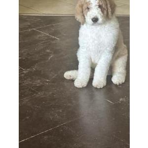 Image of Anchor, Lost Dog