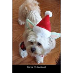 Image of Django, Lost Dog