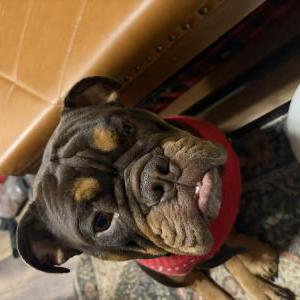 Image of Guido, Lost Dog