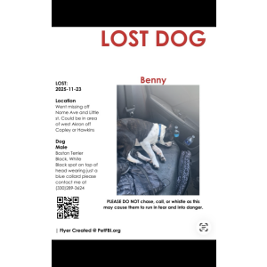 Image of Benny, Lost Dog