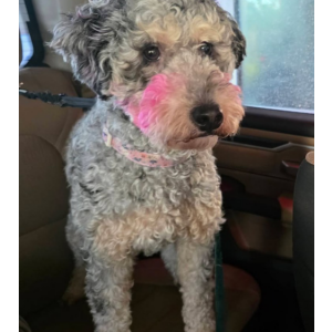 Image of Misu, Lost Dog