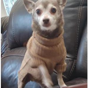 Image of Pooper, Lost Dog