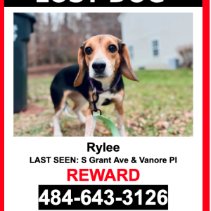 Image of Rylee, Lost Dog