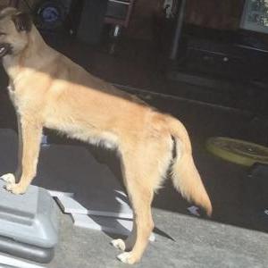 Image of Titan, Lost Dog