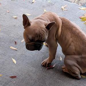 Image of Unknown, Found Dog