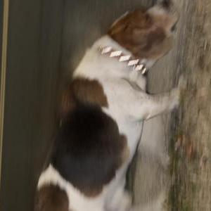 Image of unknown, Found Dog