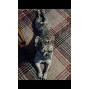 Image of Knuckles, Lost Dog