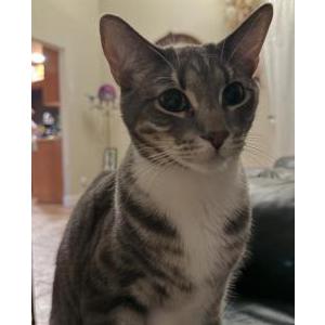 Image of Pepper, Lost Cat