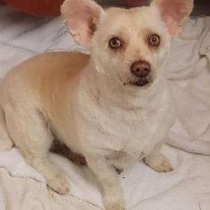 Image of Cityy, Lost Dog