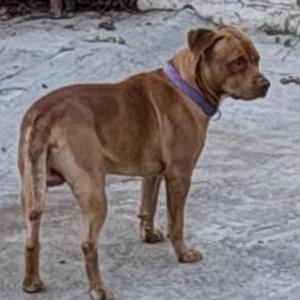 Image of Romain, Lost Dog