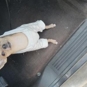 Image of Tiny Girl, Lost Dog