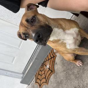 Image of Destiny, Lost Dog