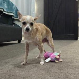 Image of Bella, Lost Dog