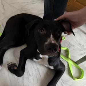 Image of Unknown, Found Dog