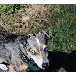 Image of Pepper, Lost Dog