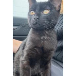 Image of Meatball, Lost Cat